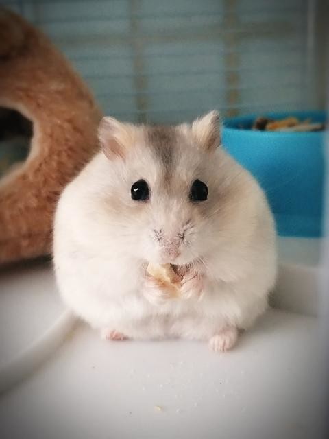 怎样清理仓鼠嘴巴里面的食物,为什么仓鼠嘴巴可以塞那么多东西