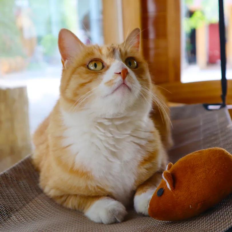 听说我没有脖子？