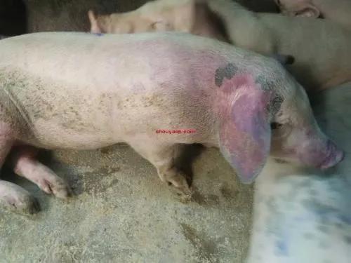 教你如何识别粪便颜色判断猪病,经典判断猪病最快的方法