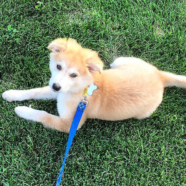 听得懂人话的狗狗叫什么名字,各种类型的狗狗名称