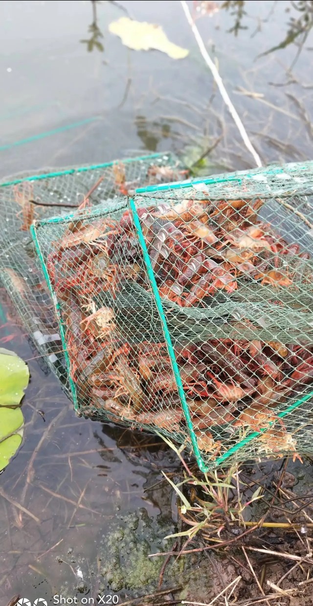 小龙虾打洞越多越好吗,小龙虾是不是一年四季都打洞