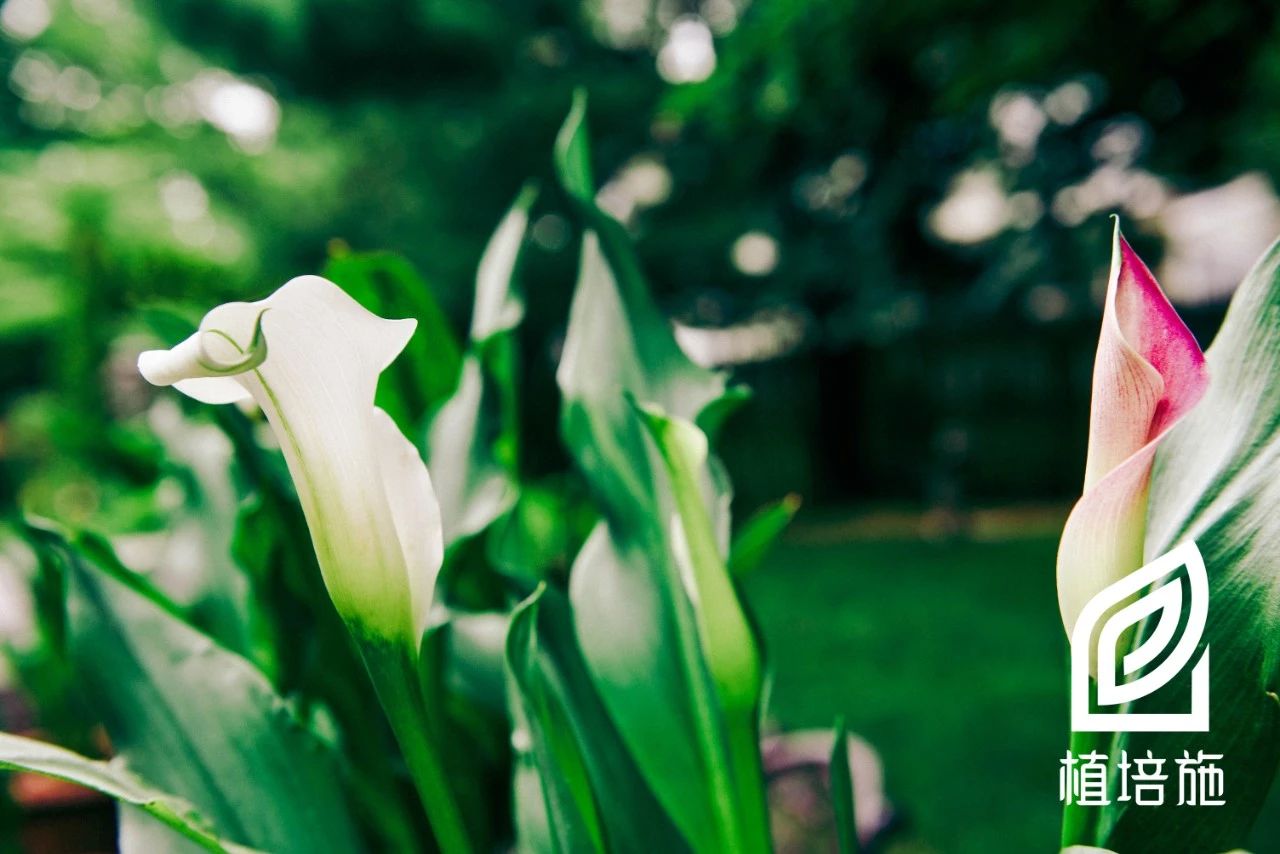 马蹄莲种球种植方法黑紫色,马蹄莲种球种植最佳季节