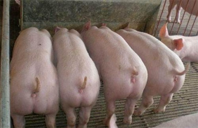 母猪发情最佳处理方法,后备母猪营养关键技术