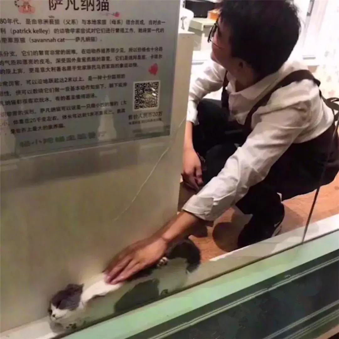 猫咪为躲吸猫人群藏在角落,店员将其拖出后,猫脸上满是不情愿!