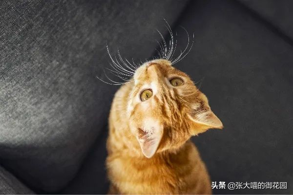 铲屎官一定要知道猫咪的求救信号,铲屎官最担心猫咪的几件事