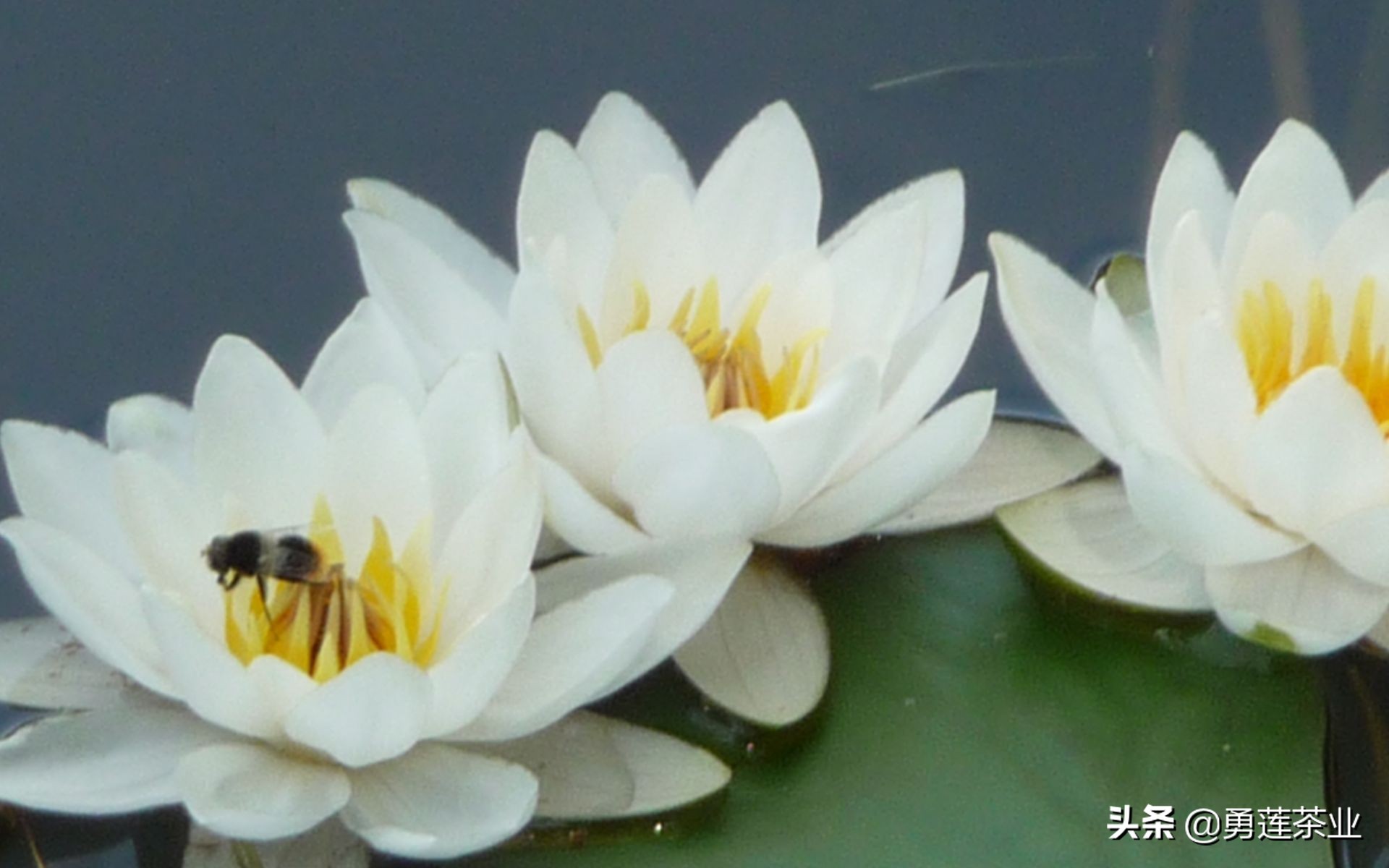 古今贤文劝学篇朗读,古今贤文增广贤文全文解读