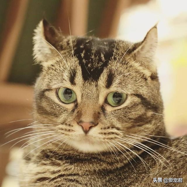 如何克服猫咪的紧张情绪,关于猫咪应激铲屎官应该了解一下