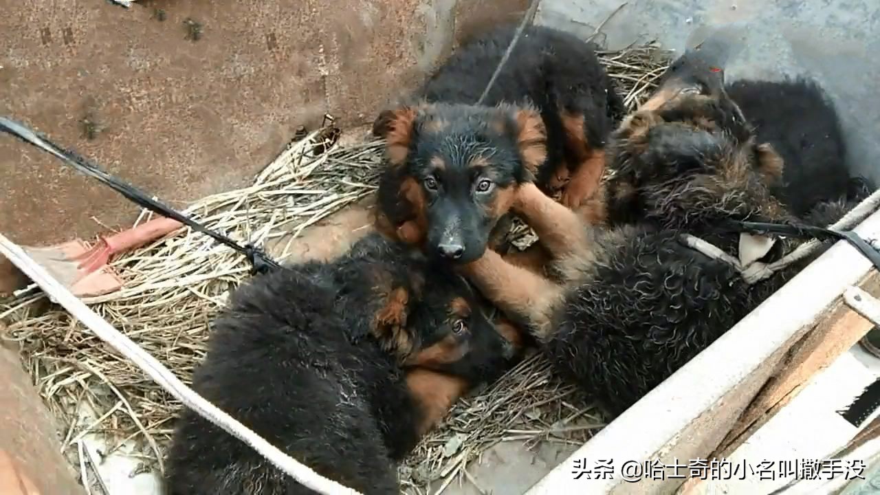 200元在狗市挑一只德牧,狗市捡漏一只德牧