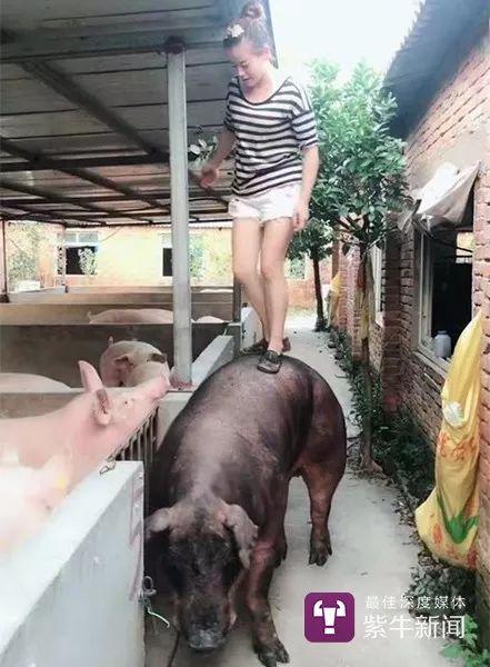 女孩养猪做宠物,女孩养猪十年