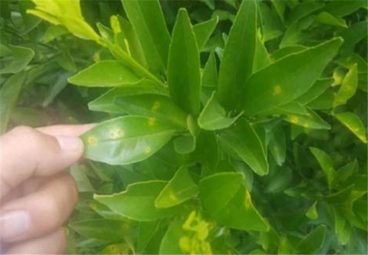 橙子的贮藏方法和管理方式,橙子如何防果蝇