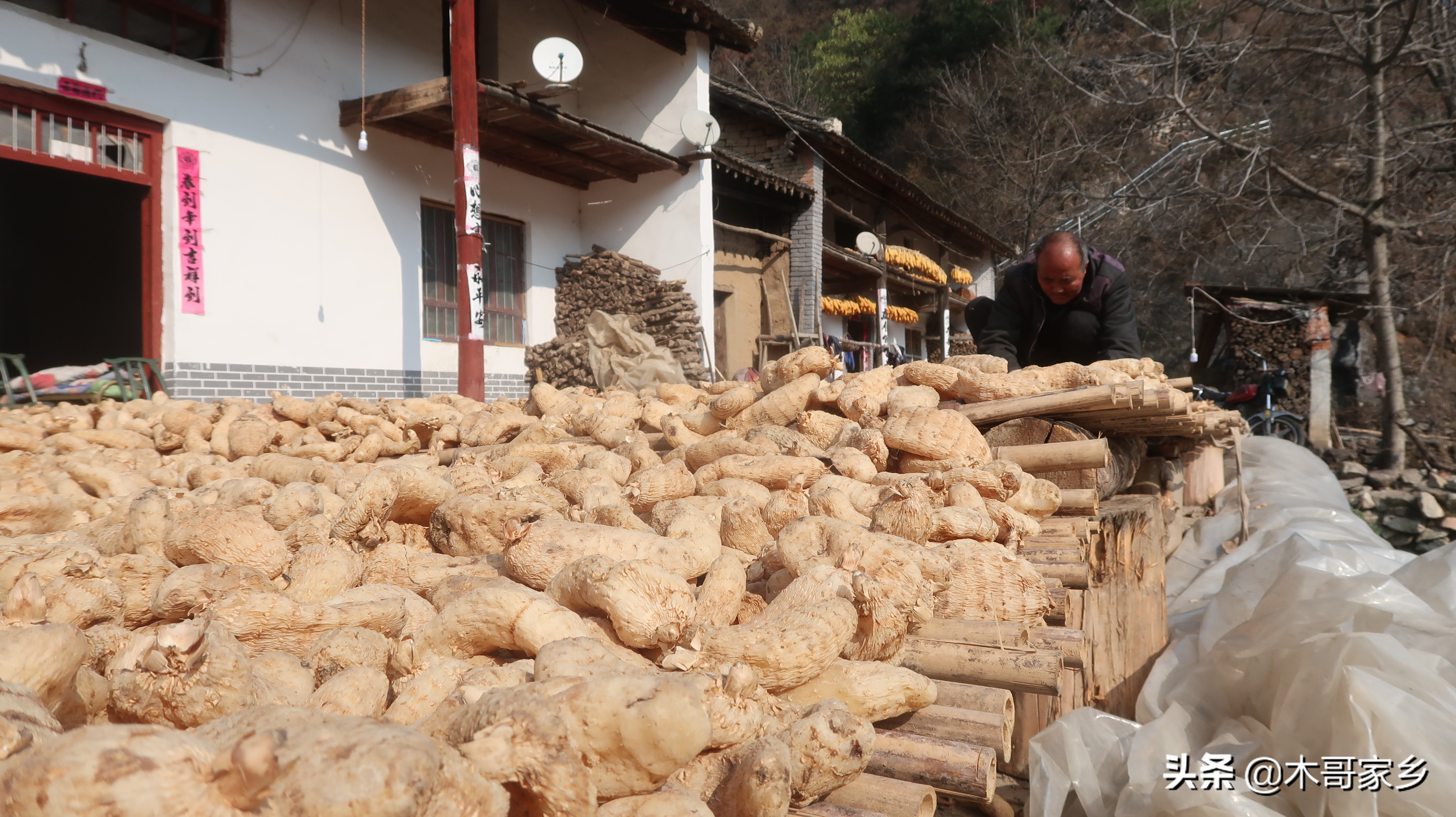 天麻在晒干过程中发霉了怎么办,天麻表面有白色一层是不是发霉