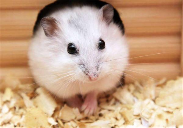 仓鼠冬眠需要注意些什么,仓鼠怎么能避免伪冬眠