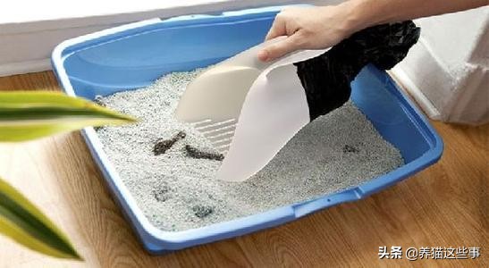 猫咪到处拉屎拉尿怎么除臭,带猫咪出门怎么解决排泄问题