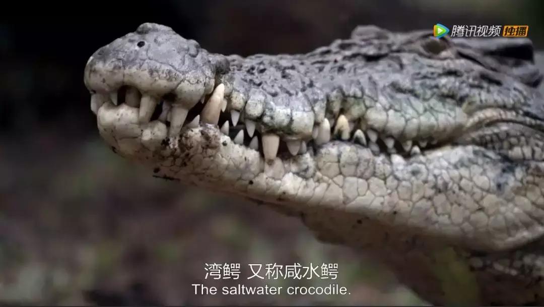 人在逆境要懂得坚持,面对逆境向阳而生