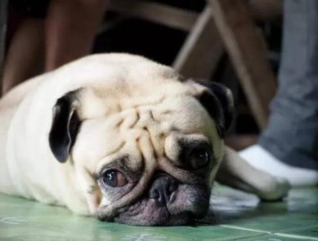 狗狗犯错了骂小狗是对的吗,狗狗犯错了打了它会不会记仇