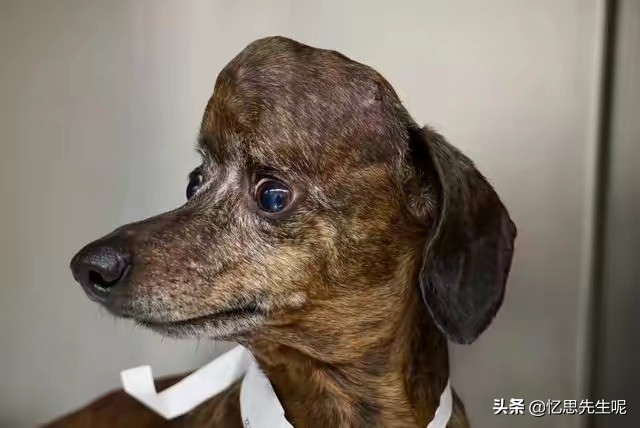 狗子头顶长碗大的包,担心肿瘤癌变去医院,兽医一句话让众人喷饭