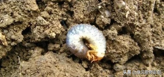 杀灭地下害虫用什么药浇灌,毒辛农药怎样杀灭地下害虫