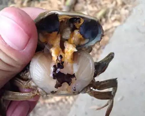 稻田养蟹河蟹长毛用什么药最安全,河蟹养殖损蟹原因及处理方法