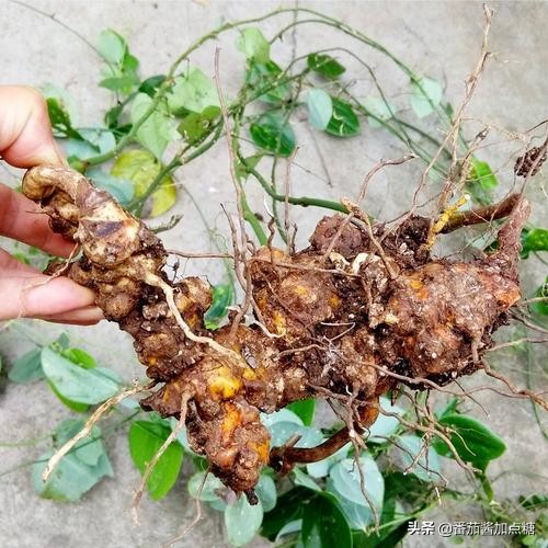 野生菝葜金刚刺,菝葜种植