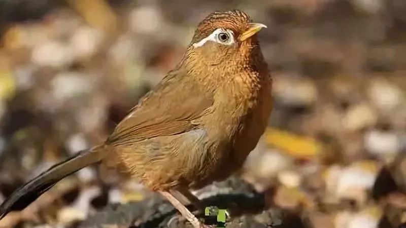 画眉鸟笼具怎么挑选,画眉鸟笼的选择