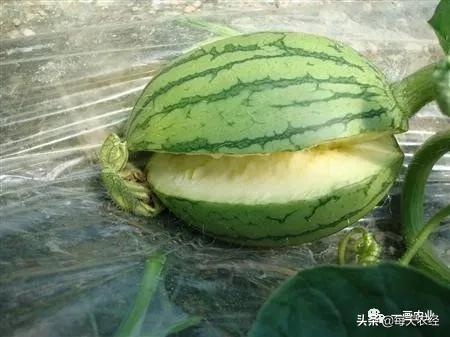 露地西瓜裂瓜的原因与防治,介绍大田西瓜裂瓜的原因怎么管理