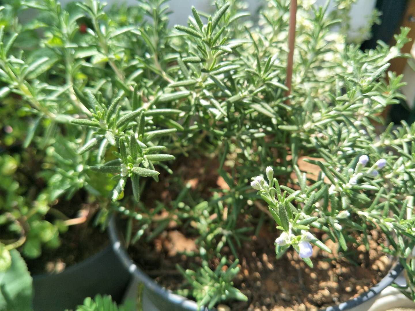 迷迭香养护要点是什么,怎样养迷迭香才能使它活下去