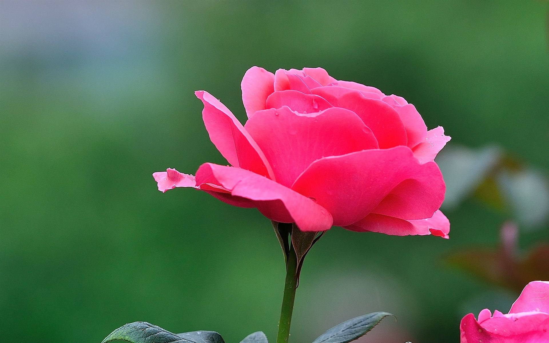 很难追的女人是什么原因,超难追又超多人追的三大星座女