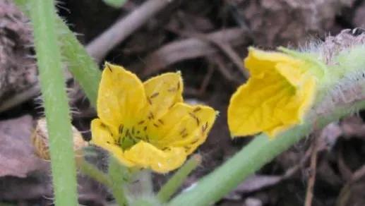 雾霾天气如何防治蔬菜病害,蔬菜低温病害及预防