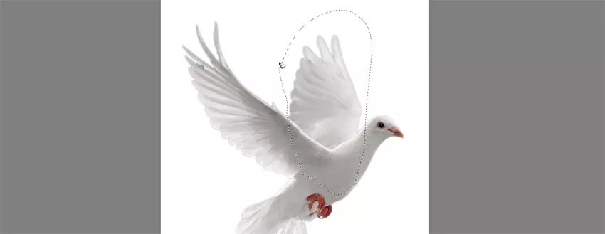 ps花仙子合成教程,ps合成狗狗教程