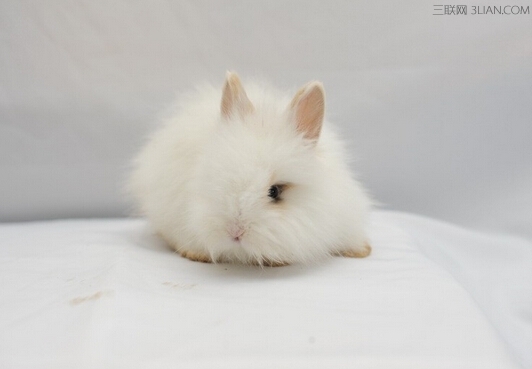 兔子种类好养排名,兔子有其它颜色吗