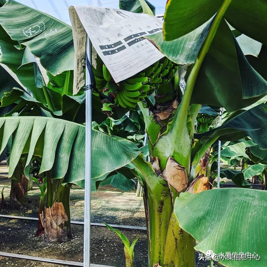 日本农业发达到什么程度?荔枝、香蕉、菠萝竟然用温室来种