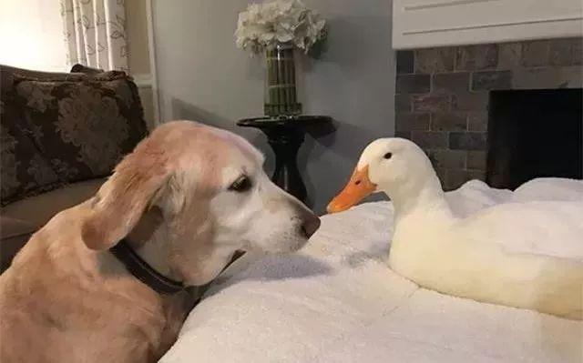 盘点那些甜甜的猫狗cp,猫狗cp高甜