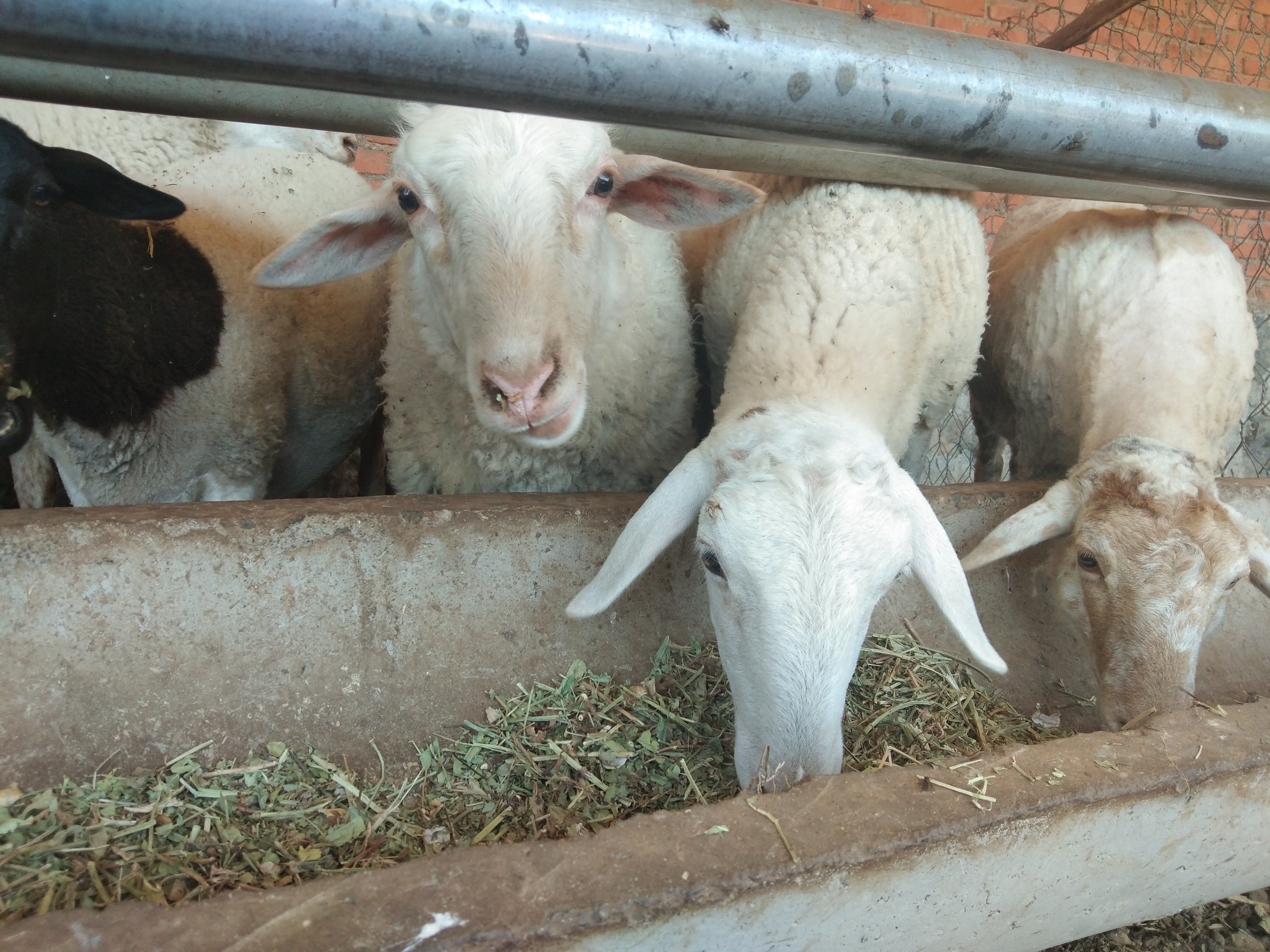 养猪20万一年能赚多少钱,养猪三四年赚多少钱