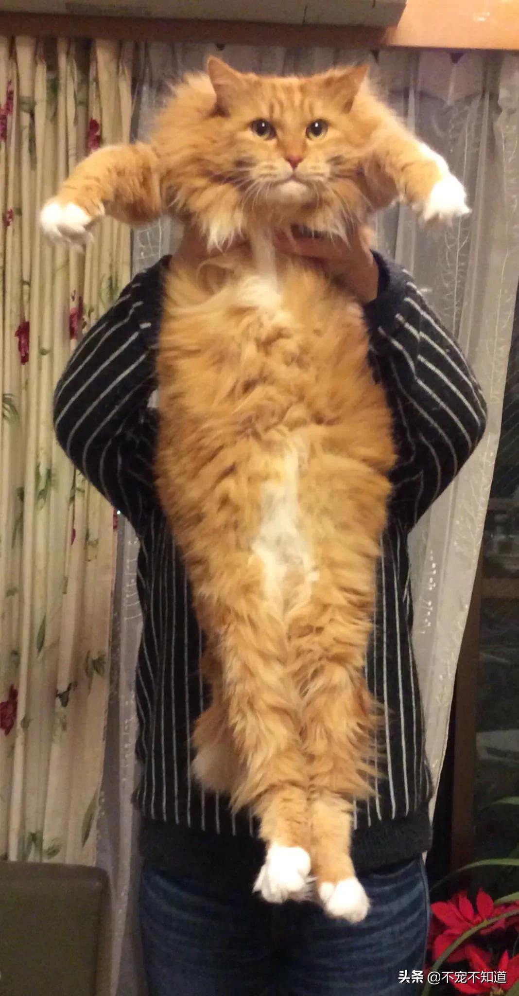 岛国妹子养的超萌小奶猫,几个月后变成巨兽了