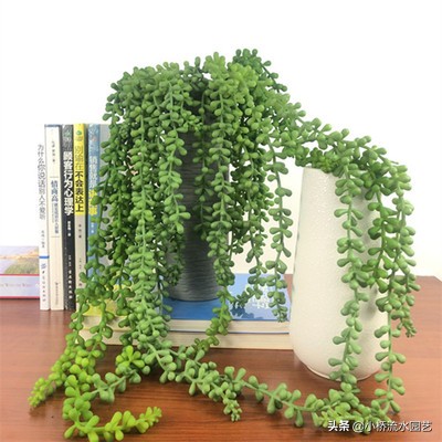 好养的吊兰品种及图片,什么品种的吊兰最好养不需要阳光