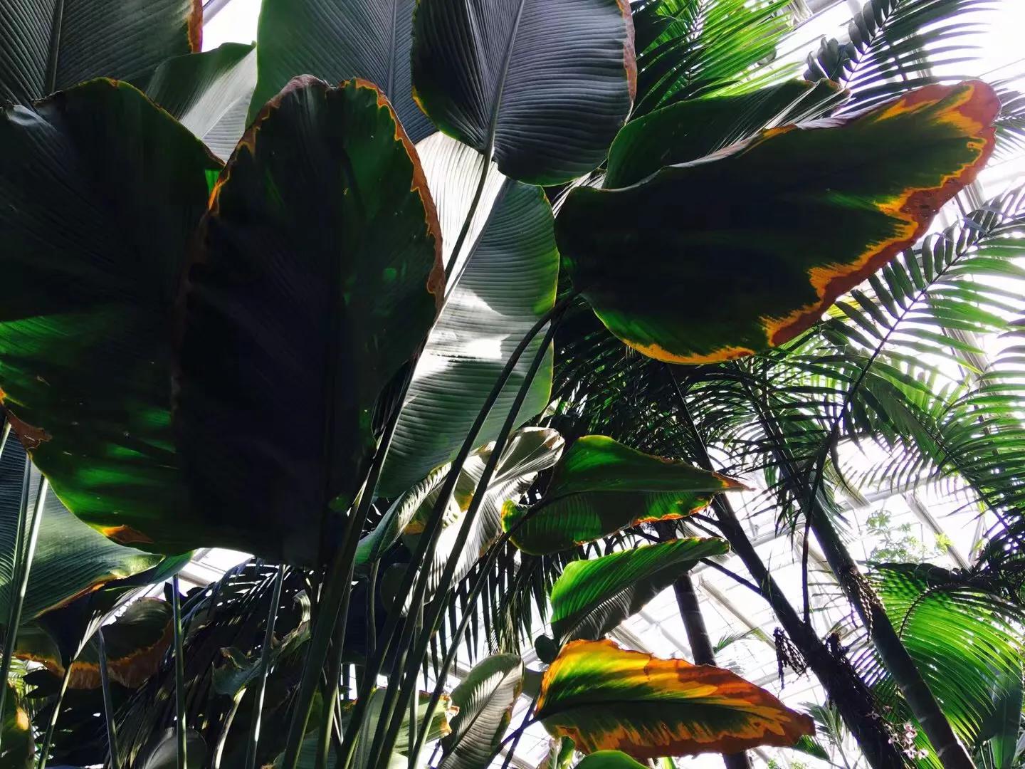 兰花最美的季节是冬季,北方冬季赏兰花