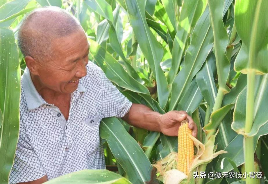 农作物苗期用哪个调节剂比较好,作物生长调节剂大全