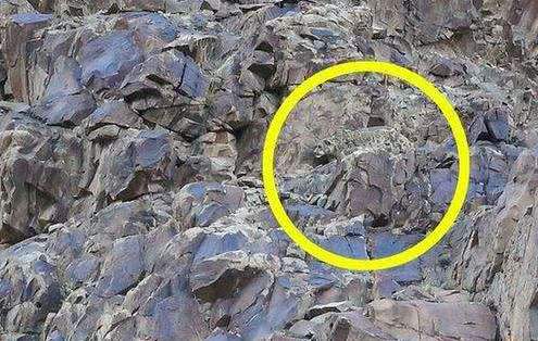 大自然伪装动物,为什么各种动物有自己的特点