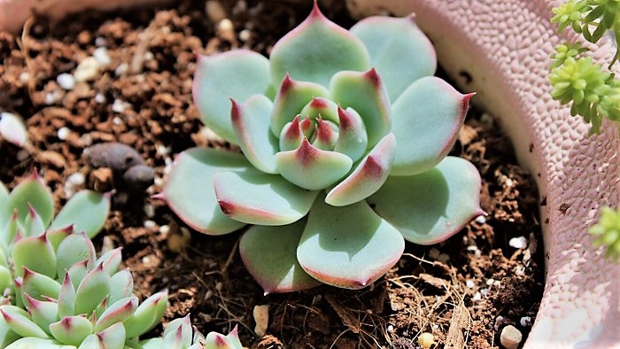 吉娃娃刚出芽怎么养护,种植多肉吉娃娃