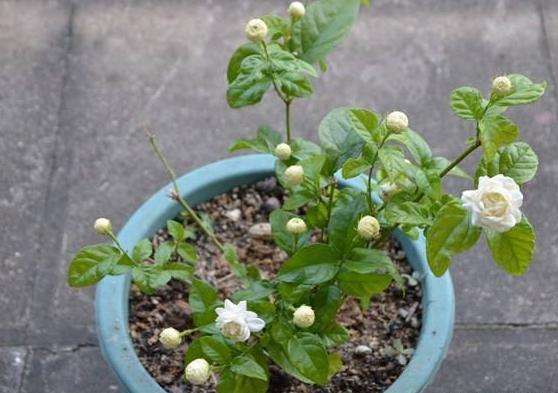 茉莉花不泡生根粉的扦插方法,茉莉花扦插多久可以生根