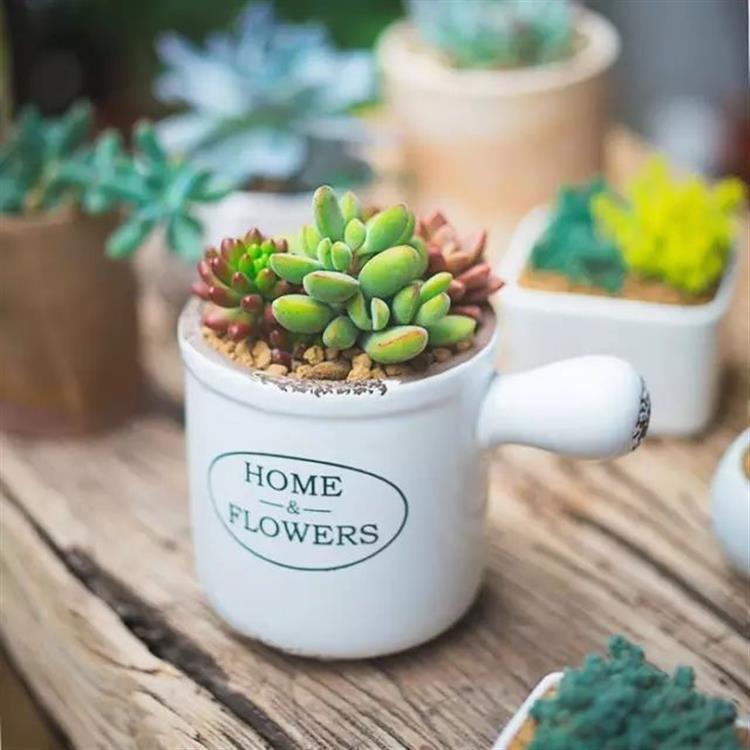 盆栽植物的正确方法,盆栽买回来怎么醒花