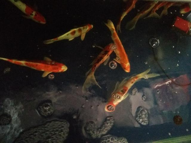 最容易养的中型观赏鱼冷水鱼,最适合家庭饲养的冷水鱼