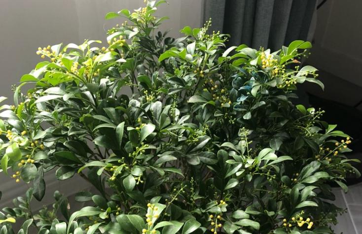 米兰怎样过冬,马上过冬了怎么养护花