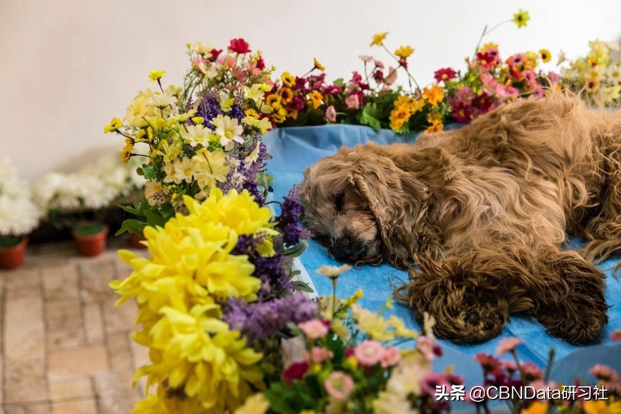 宠物殡葬真实收入,宠物殡葬火化多少钱