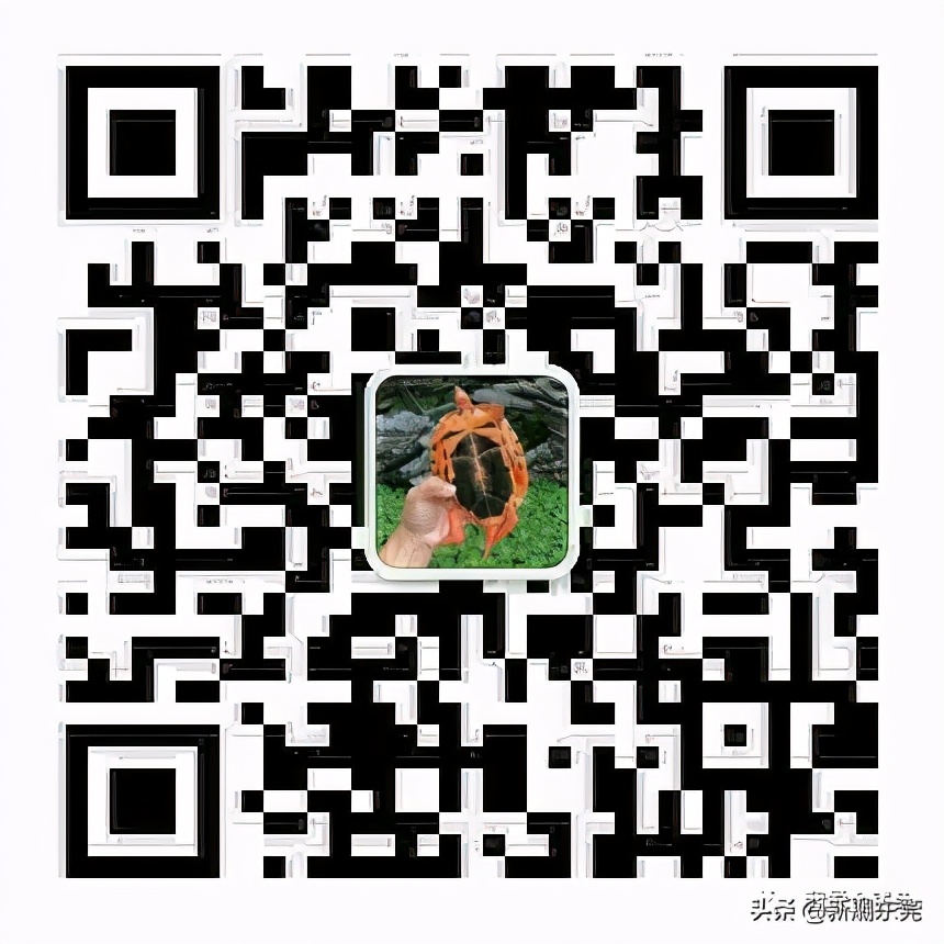 金钱龟不吃东西怎么办还不愿意动,金钱龟突然不吃东西怎么办