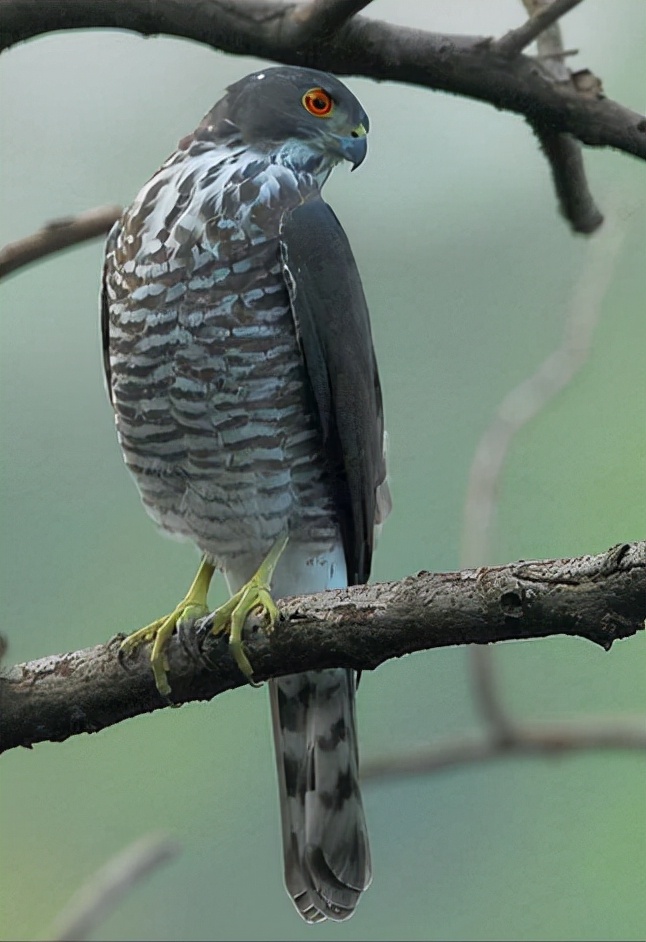 东江揽胜,惠州淡水常见鸟类图谱