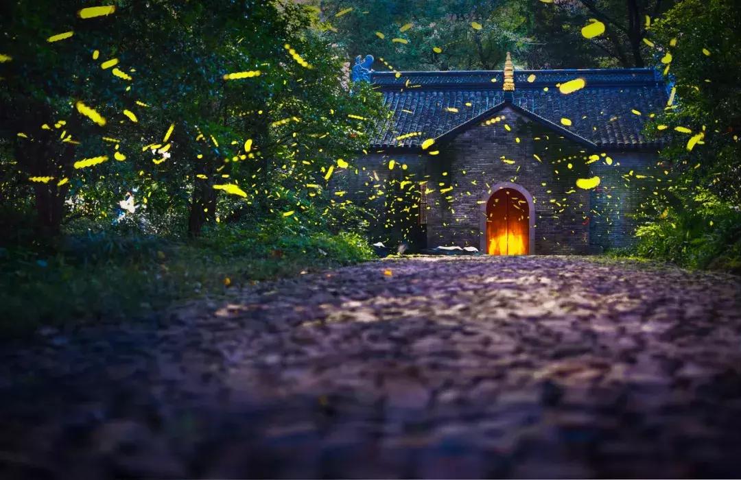 灵谷寺萤火虫7月,灵谷寺萤火虫目前还有吗