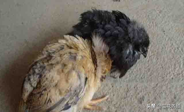 鸡闭眼昏睡怎么回事,鸡打瞌睡张嘴呼吸怎么回事