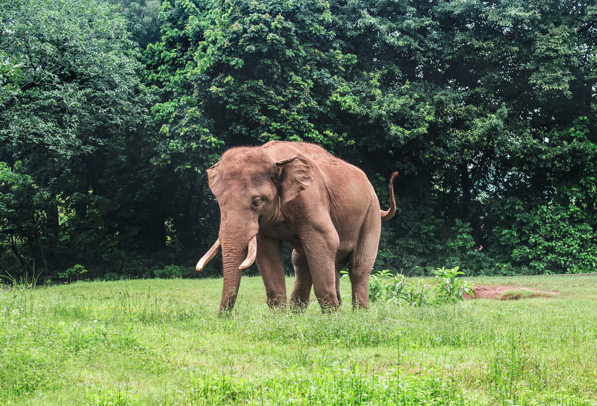 云南大象为什么往北迁徙,云南大象迁徙小象艰难爬出水沟
