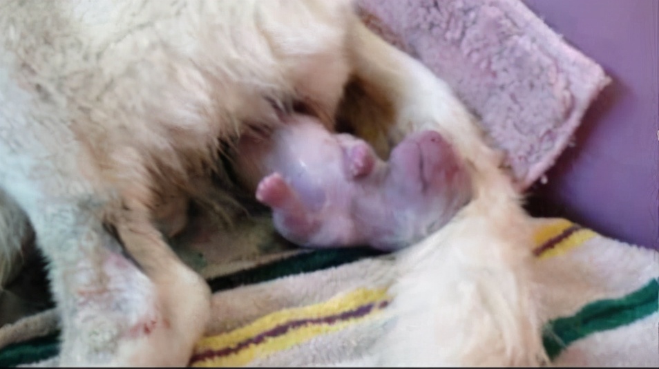 如何在家给狗狗拉毛,如何在家给狗狗补水